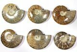 Lot: - Polished Whole Ammonite Fossils - Pieces #116654-1